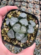 RareSucculents Haworthia Maughanii Jade Dragon Garden Décor Boutique 4CM