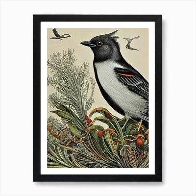 Blackbird Haeckel Style Vintage Ill Framed Wall Art Poster Canvas Print Picture