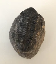 Trilobites Paralejurus Trilobite Devonian Moroccan Fossils - see pictures