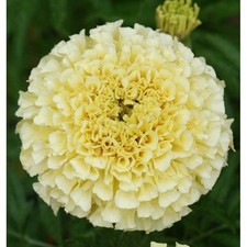 Semena Marigold Alaska Tagetes patula Bright Yellow Non-GMO Flowers 0.5g