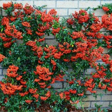 Red Firethorn Hedging Plants 20-40cm Pyracantha Red Column Evergreen Hedge