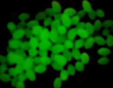 100 pieces Soft Oval Luminous Glow in Dark Fishing Beads Green 5X8mm USA SELLER