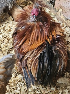 6 Plus Silkie  Showgirls Fertile Hatching Eggs In RARE UNIQUE  Colors