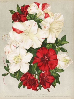 Azalea Azalea Azaleas North America Flower Botany Botany Robinson Litho