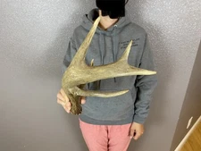 MINI Whitetail Deer Antler CUT Wild Horns Elk  Antlers Sheds 5pt DOUBLE BEAM