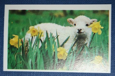 FRÜHLINGSLAMB Farbfotokarte CE23