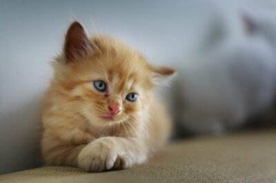 CAT *2X3 FRIDGE MAGNET* KITTEN FELINE DOMESTICATED HOUSE MAMMAL PUSSY KITTY FUN