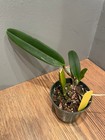 C. Enid `Blue Lu' Classic Coerulea Cattleya Orchid Plant — photo 5