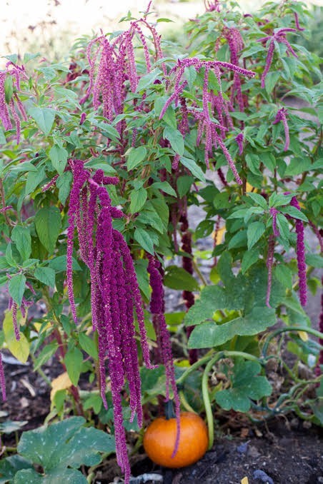 Amaranth Love Lies Bleeding Seeds, Inca Wheat, Tassel Flower, NON-GMO, FREE SHIP