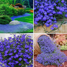 Blue Creeping Thyme Seeds – Hardy Perennial Ground Cover –