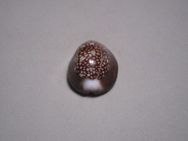 Picture 4 of 6
