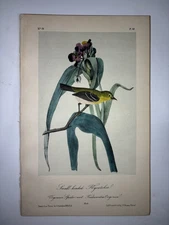 Audubon 'Shall headed flycatcher' Print - ORIGINAL 19c Octavo Lithograph