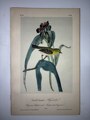 Audubon 'Shall headed flycatcher' Print - ORIGINAL 19c Octavo Lithograph
