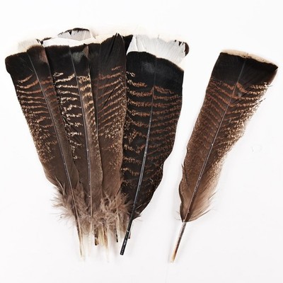 Daieeparty 12pcs Natural Color Wild 8-10inch, Turkey Feathers Tail