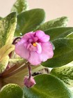 Rob’s Cool Fruit, African Violet Plant, Crown Variegated, Semi-mini, Vintage !! — photo 2
