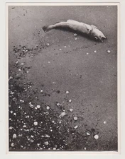 Lone Lifeless Fish Rests Among Shells on the Silent Shore Surrel Abstract Photo