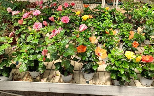Set 3 Hibiscus