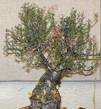 Pachycormus discolor, Elephant Tree Caudiciform trunk caudex bonsai seed 5 SEEDS