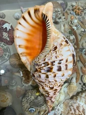 SEASHELL  Triton - Charonia Tritonis  Very Big Siz 342mm Heave 916gr !!!