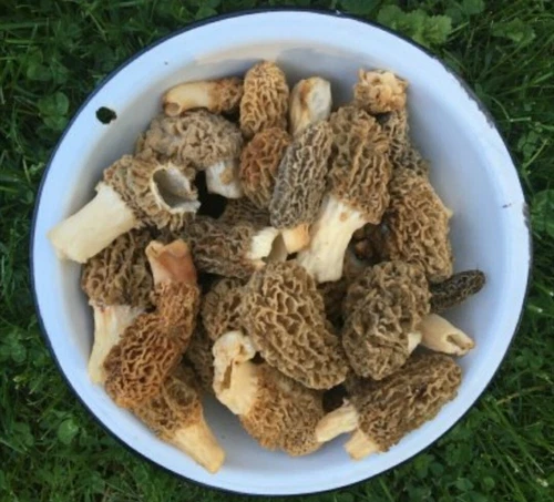 Morel Mushroom- Growing Kit