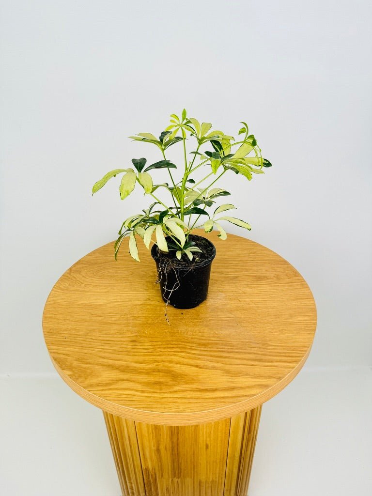 Picture 3 of 5