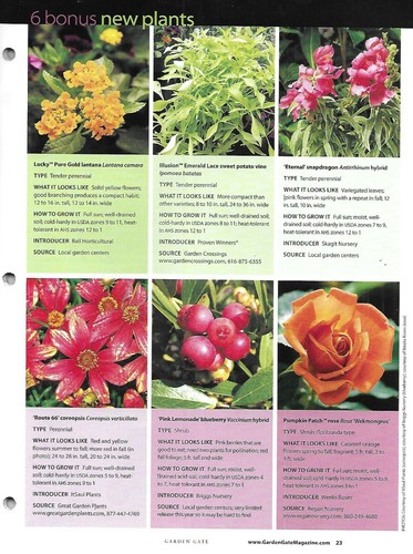 Garden Gate Magazine Favorite Plants of the Year Foundation Makeover Weeds 2010. - Picture 5 of 6