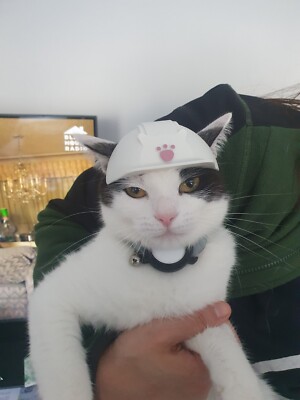Purr-fect Schutz: 3D-gedrucktes Katzenspielzeug Hardhut