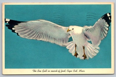 Coastline Cape Cod MA Postcard seagull Massachusetts bird Photochrome 1960s