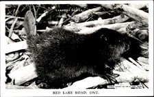 Canadian Beaver ~ Red Lake Road ~ Ontario Canada ~ RPPC real photo