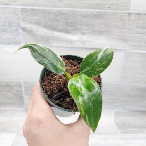 Philodendron Marble Galaxy White Princess, Variegated Foliage in 3" pot - Picture 4 of 12