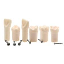 Ivorine Teeth For Typodont 200 - 5 PACK Compatible with KILGORE NISSIN 200