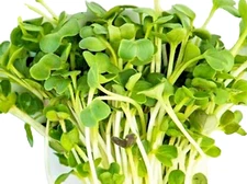 Minowase Daikon Radish Microgreen Seeds 100+ Seeds NON-GMO BUY 4 GET FREE  SHIP