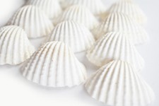 24 Beautiful White Ark Shells (1.5-1.75") Beach Wedding Decor Arts Crafts Fill