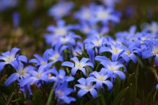 Frühlingsstern blau Triteleja Blumenzwiebeln Blumen für Hecken Pflanzen Deko Mix