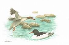 Gęsie kaczki ptaki - obraz z nadrukiem artystycznym - 25,5 x 17,5 cm