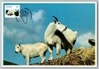 Canada 2014 Wildlife Mountain Goat FDC Maxi Card w/Pictorial Cancel