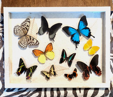 10 farfalle vere  in cornice carta artigianale con foglie