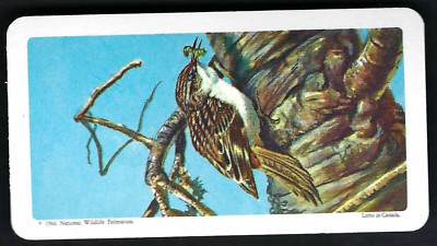 BROOKE BOND (CANADA) - CANADIAN / AMERICAN SONGBIRDS - #20 BROWN CREEPER