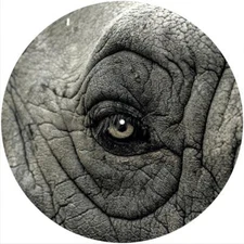 Slipmat Slip Mat Pad Felt for any 12" Turntable LP DJ Record Player EYE ELEPHANT