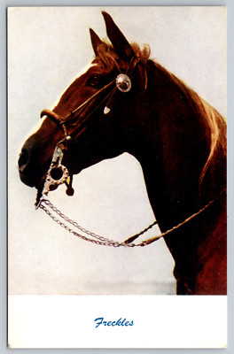 Freckles Horse Berkeley California Standard Arts Postcard