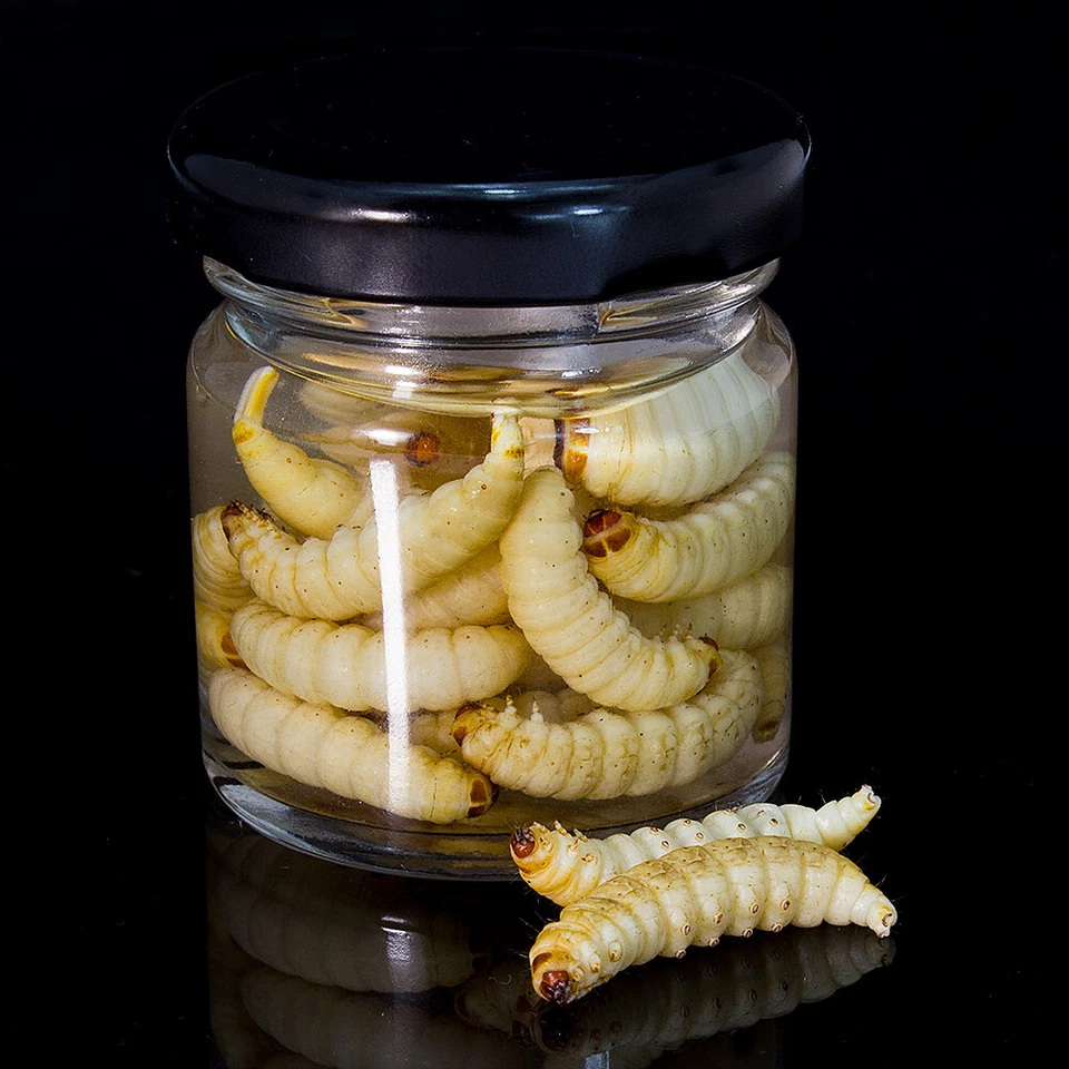 XXL Bienenmaden mit Aroma Naturköder, Trout, WASP, Forellenköder, Köder Angeln - Bild 2 von 4