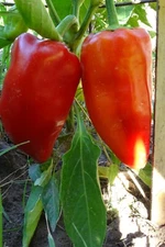 Ajvarsky pepper -  thick-walled and delicious pepper form Macedonia