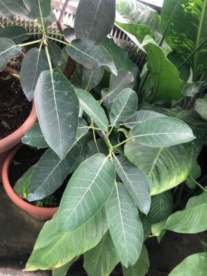 Rarest Ficus luschnathiana- 3 cuttings, no roots