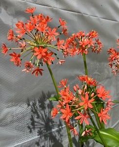 Scadoxus pole-evansii SPECTACULAR amaryllis VERY RARE bulb slow