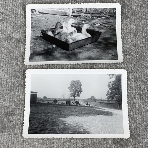 Vintage Photographs Lot of 2 Photos