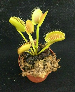 Aloe Vera Umtopfen In 6 Schritten Anleitung Hausgarten Net