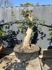 Field Maple Yamadori Bonsai Material