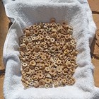Over 300 Crinoid Fossils — photo 2