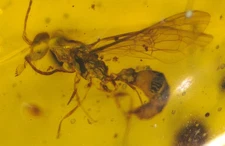 Cretaceous Wasp with Odd Looking Jaws in Burmese Amber Fossil from Dinosaur Age