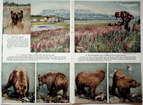 National Geographic 1954 Brown Bear Alaska Salmon Fishing Article - Picture 4 of 6